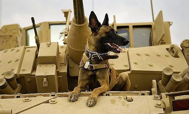 Daily News Reel - Two Neighboring Countries Fight for Dog