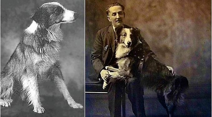 Daily News Reel - Bobbie The Wonder Dog Traveled 2551 Miles