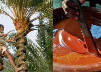 Daily News Reel - Nalengur and Migrant Jaggery Seller Special Story