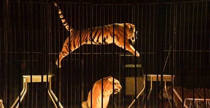 Daily News Reel - Nostalgia of Circus Feature