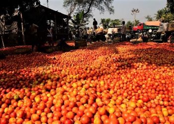 Daily News Reel - Gadamarahat Wholesale Vegetable Market in Nadia