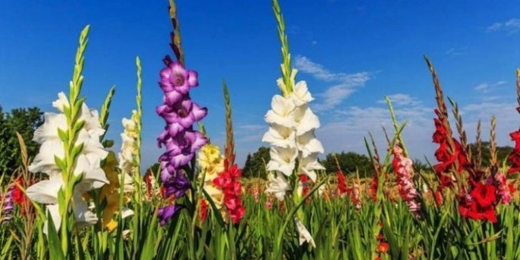 Daily News Reel - Gadkhali Jessore Flower Hub of Bangladesh