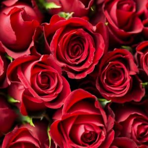 Daily News Reel - History Behind Rose Day Feature