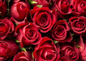 Daily News Reel - History Behind Rose Day Feature