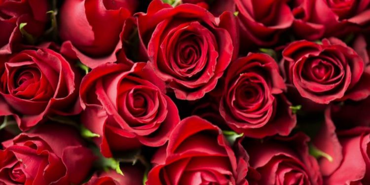 Daily News Reel - History Behind Rose Day Feature