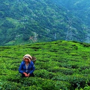 Daily News Reel - Mim Tea Garden Tourist Spot