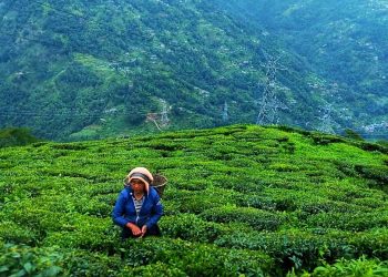 Daily News Reel - Mim Tea Garden Tourist Spot