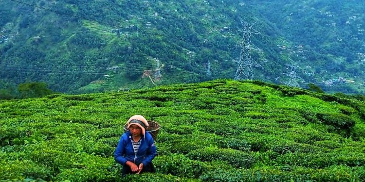 Daily News Reel - Mim Tea Garden Tourist Spot