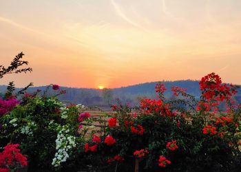 Daily News Reel - Offbeat Tourist Spot Dhangikusum