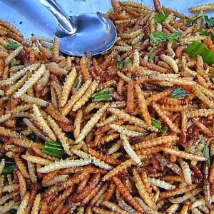 Daily News Reel - Caterpillar Fry is a Rich Source of Protein