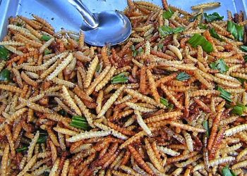Daily News Reel - Caterpillar Fry is a Rich Source of Protein