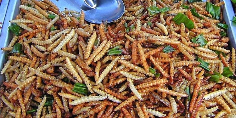 Daily News Reel - Caterpillar Fry is a Rich Source of Protein