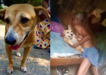 Daily News Reel - Man Accused for Raping Dog at Sonarpur