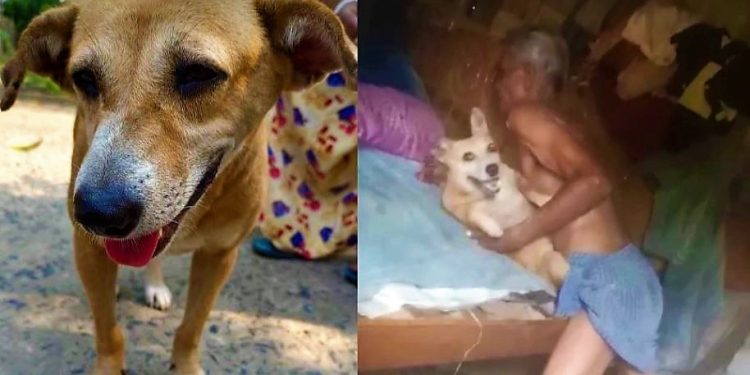 Daily News Reel - Man Accused for Raping Dog at Sonarpur