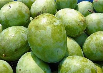 Daily News Reel - Mango of Rajshahi Feature