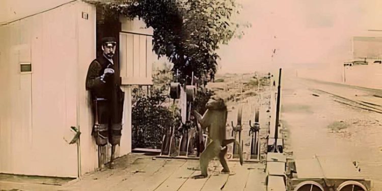 Daily News Reel - Monkey Appointed as a Railway Employee in South Africa