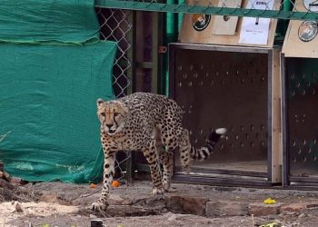 Daily News Reel - Continuing Death March Nineth Cheetah of Kuno also Left