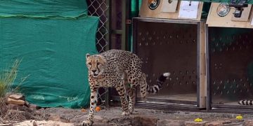 Daily News Reel - Continuing Death March Nineth Cheetah of Kuno also Left