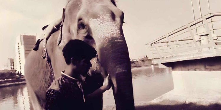 Daily News Reel - Story of the Lost Herd of Elephants of Dhaka