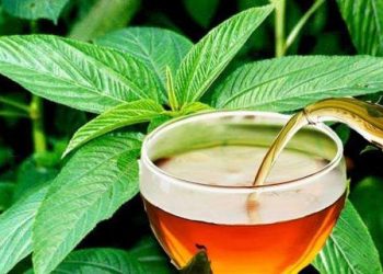 Daily News Reel - Tea Made by Jute Leaf