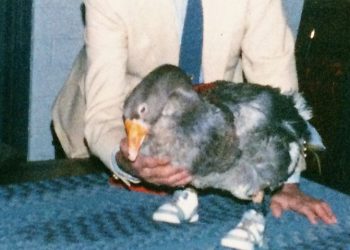 Daily News Reel - The Goose Who Wore Shoe Feature