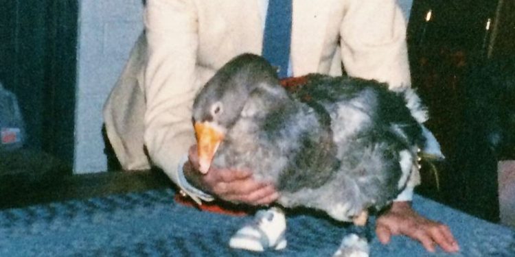 Daily News Reel - The Goose Who Wore Shoe Feature