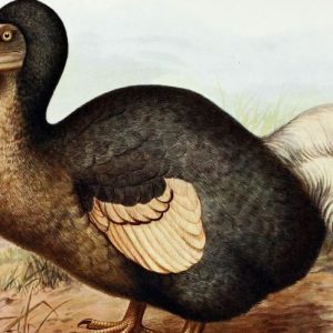 Daily News Reel - Are extinct dodo birds really going to return