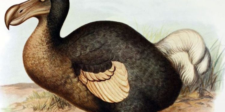 Daily News Reel - Are extinct dodo birds really going to return