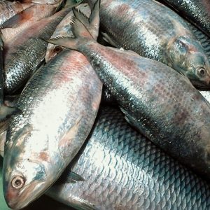 Daily News Reel- No Buyers of Hilsa for High Price