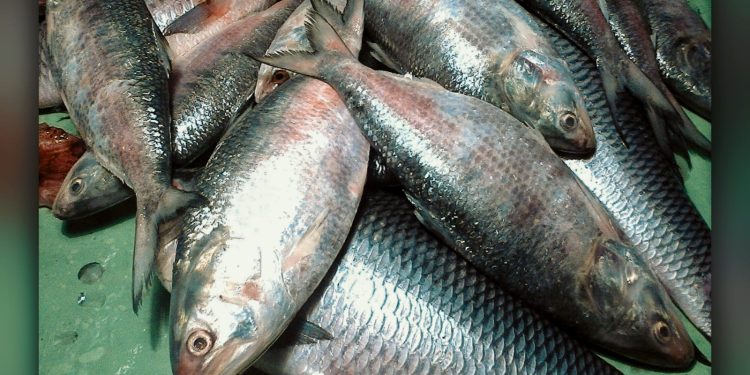 Daily News Reel- No Buyers of Hilsa for High Price