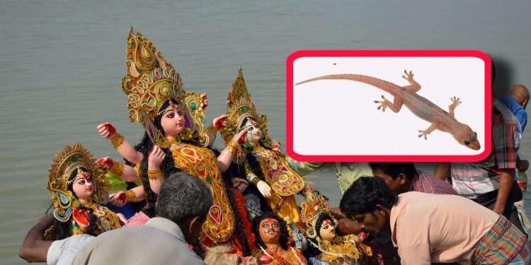 Daily News Reel - Strange Tradition of Nadia Banedi Bari Pujo
