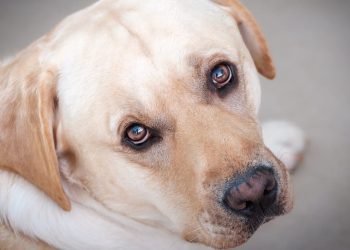 Daily News Reel - Ancient tradition of eating dogs will be banned in South Korea
