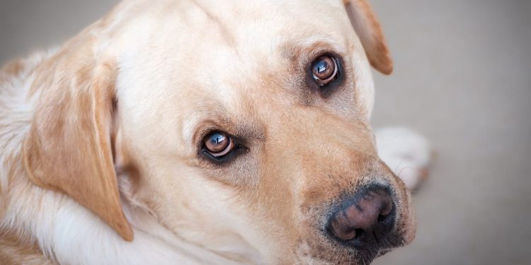 Daily News Reel - Ancient tradition of eating dogs will be banned in South Korea
