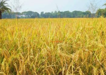 Nabanna Festival of Kandi Murshidabad