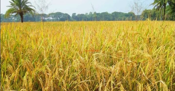 Nabanna Festival of Kandi Murshidabad