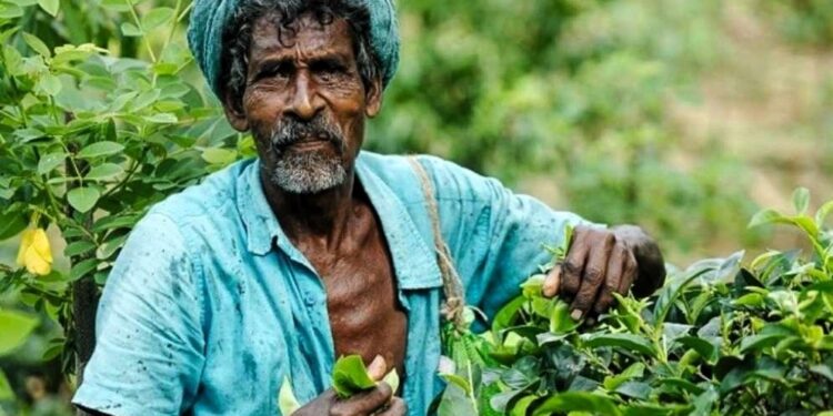 Daily News Reel - Banarhat Tea Garden was Closed