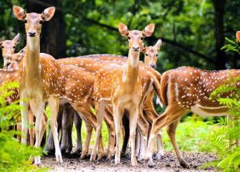 Daily News Reel - Bethuadahari Forest at Nadia