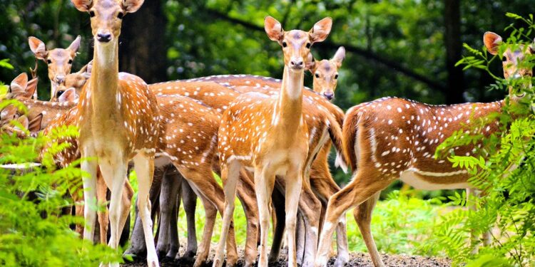 Daily News Reel - Bethuadahari Forest at Nadia