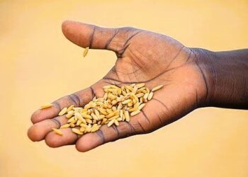 Daily News Reel - Extinct Kalamkathi Rice of Bankura Now in Cinema