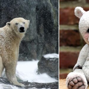 Daily News Reel - Instinction of Polar Bears
