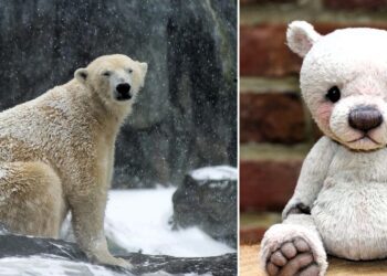 Daily News Reel - Instinction of Polar Bears