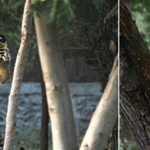 Daily News Reel - Siberian Tiger Hugging Tree to Make Mark