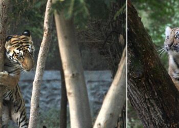 Daily News Reel - Siberian Tiger Hugging Tree to Make Mark