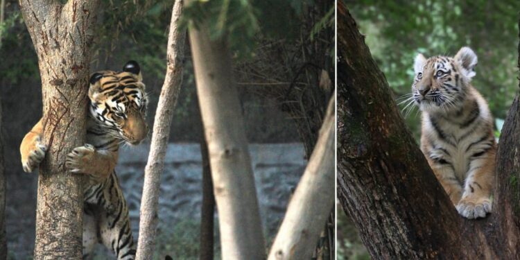 Daily News Reel - Siberian Tiger Hugging Tree to Make Mark