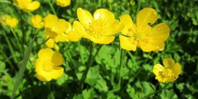 বাহারি রঙের শীতের ফুলে সাজিয়ে ফেলতে পারেন বাগান