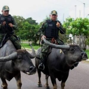 Daily News Reel - Brazilian Cops Ride on Water Buffaloes