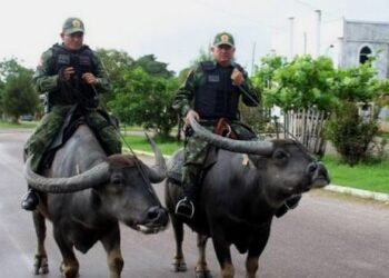 Daily News Reel - Brazilian Cops Ride on Water Buffaloes