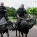 Daily News Reel - Brazilian Cops Ride on Water Buffaloes