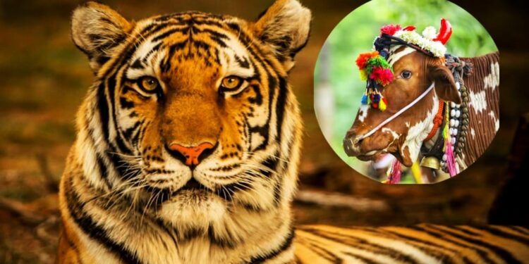 Daily News Reel - Cattle Hunting Tiger on Political Pressure