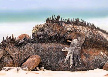 Daily News Reel - This Island is Repository of Rare Species of Animals